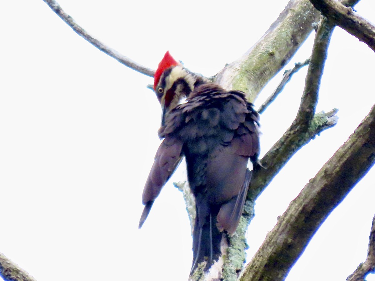 Pileated Woodpecker - ML460088011