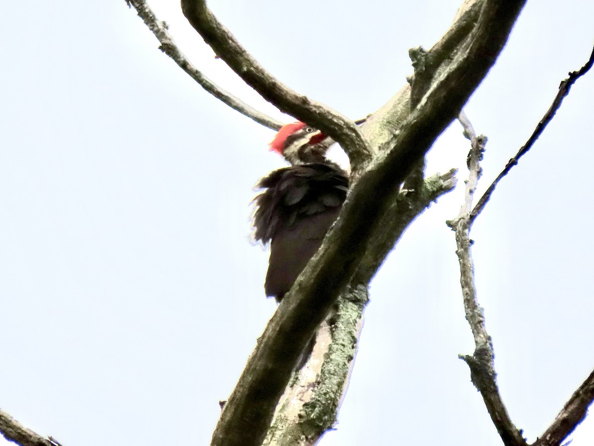 Pileated Woodpecker - ML460088021