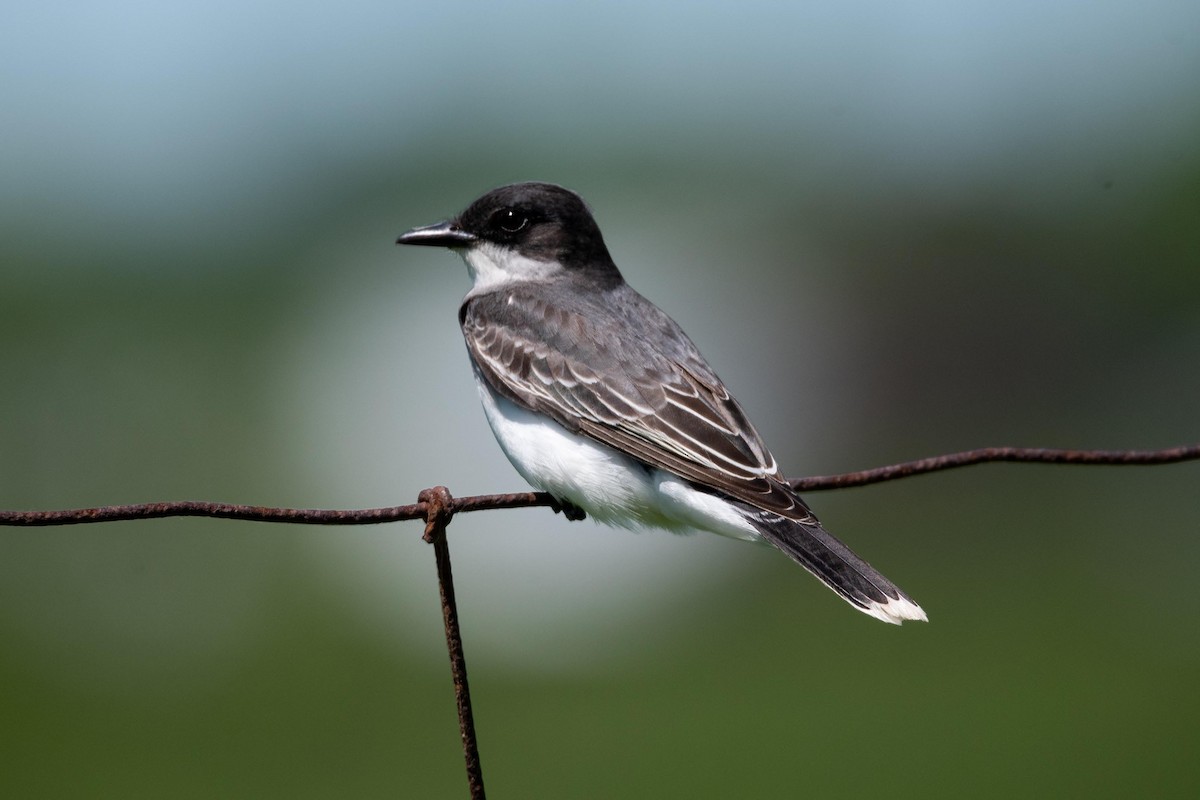 Eastern Kingbird - ML460088271