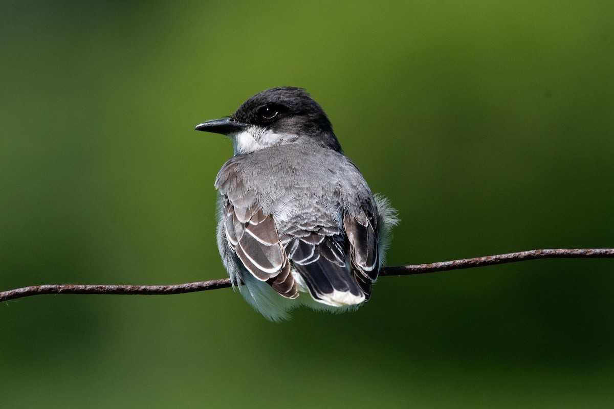 Eastern Kingbird - ML460088281