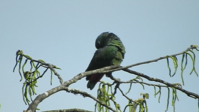 Speckle-faced Parrot (White-capped) - ML460088661