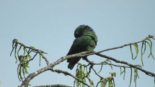 amazónek skvrnolící (ssp. seniloides) - ML460088661