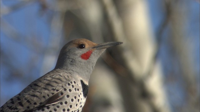 Northern Flicker (Red-shafted) - ML460089