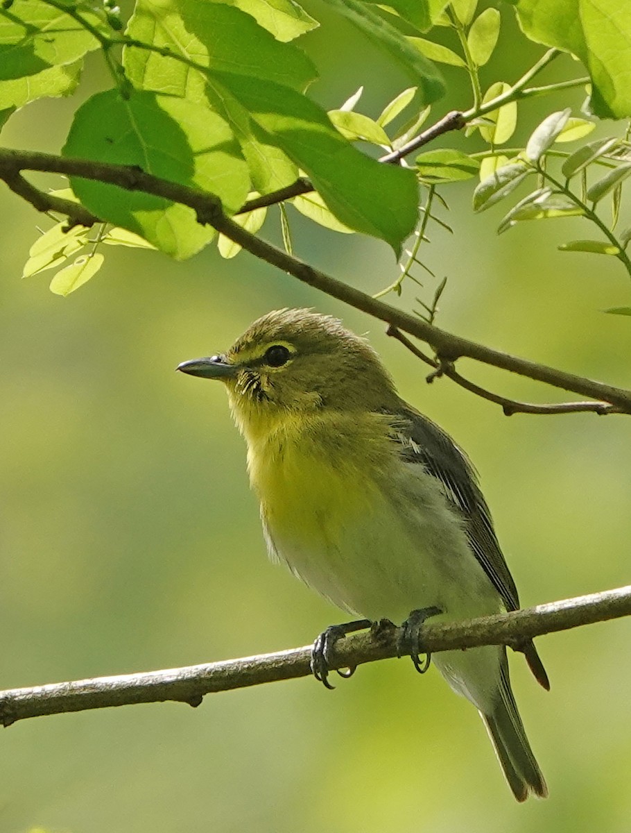 Vireo Gorjiamarillo - ML460089571