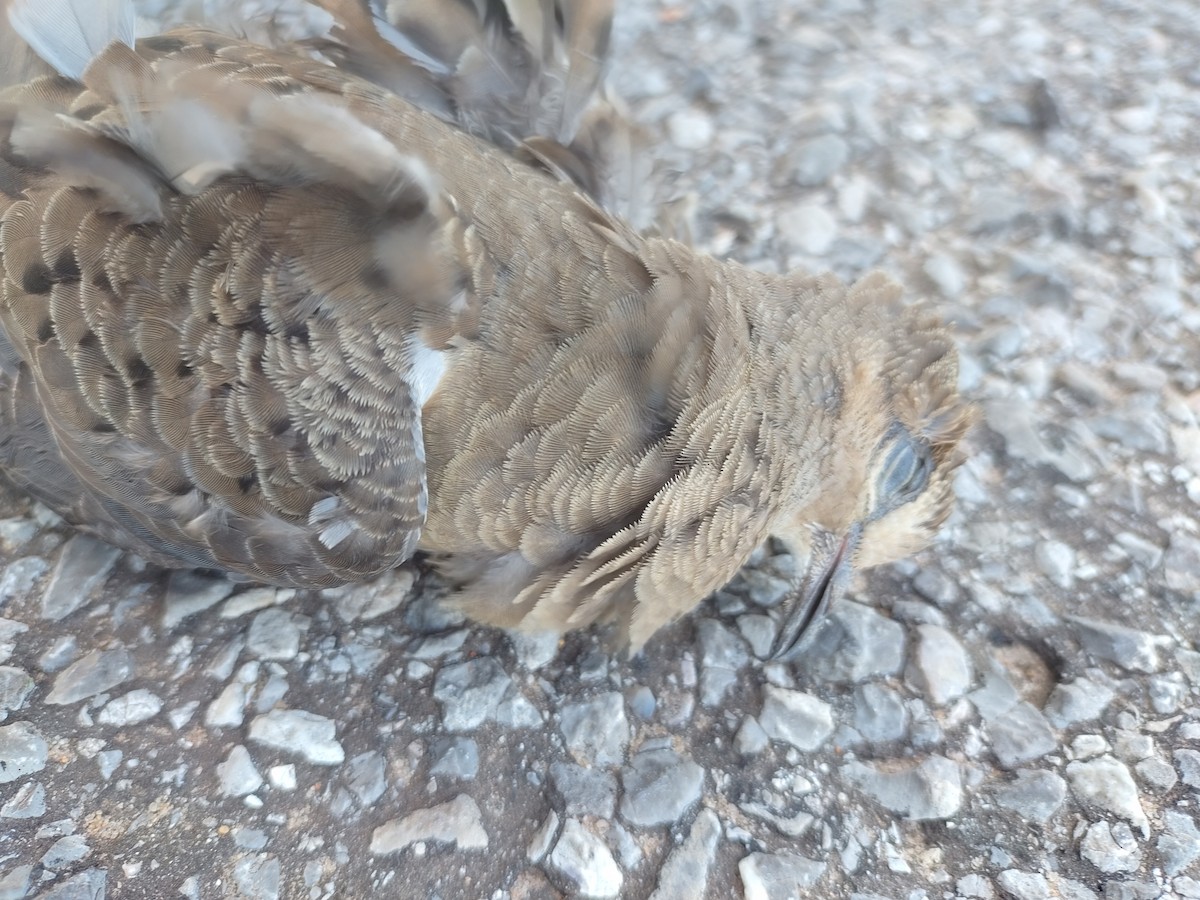 Inca Dove - Adrianh Martinez-Orozco