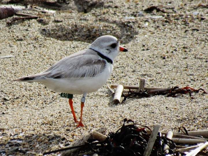 Piping Plover - ML460090921