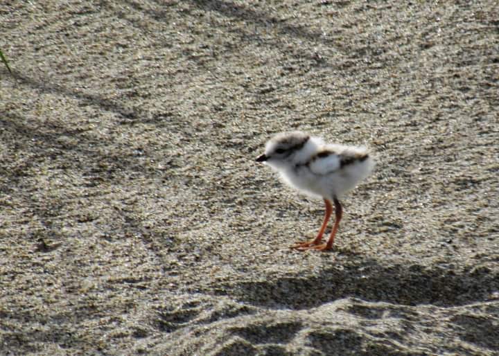 Piping Plover - ML460090931