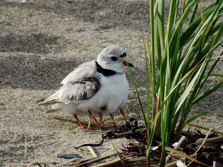 Piping Plover - ML460090941