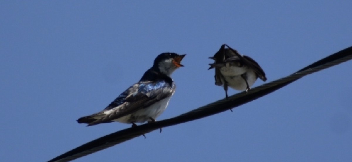 Tree Swallow - ML460091261