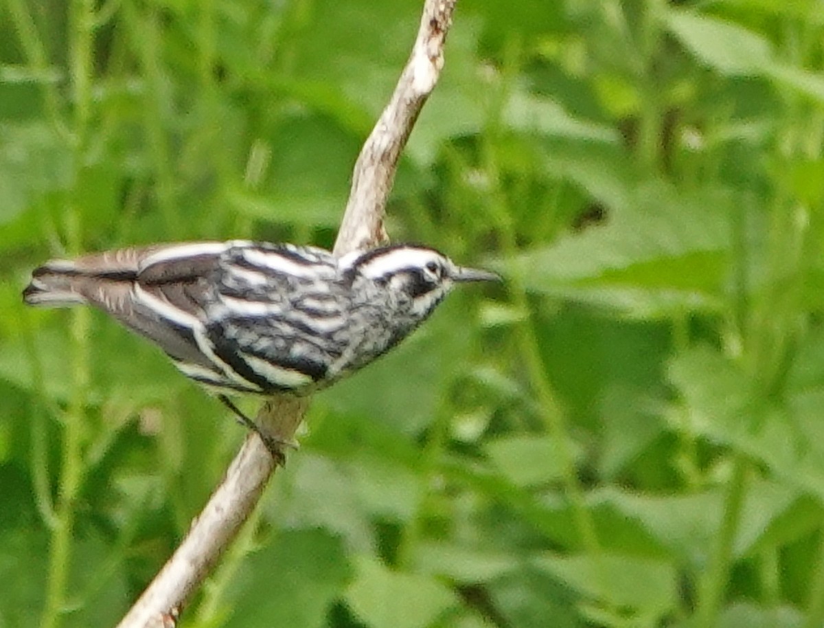 Black-and-white Warbler - ML460091811
