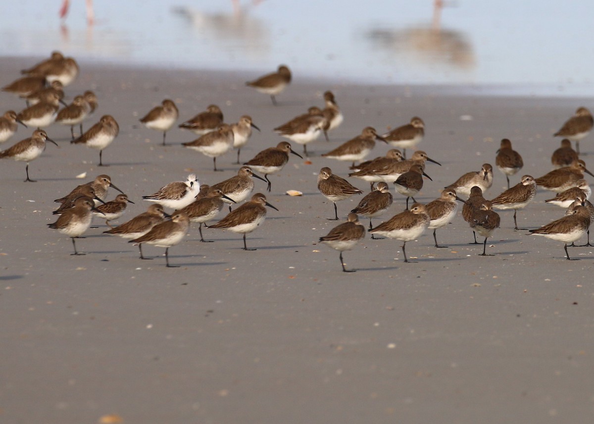 Dunlin - Mary Harrell