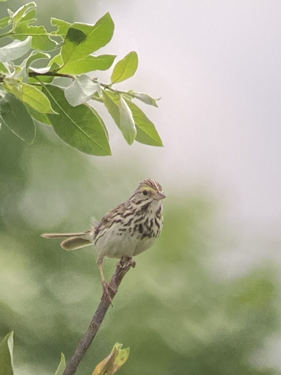 Savannah Sparrow - al mottishaw