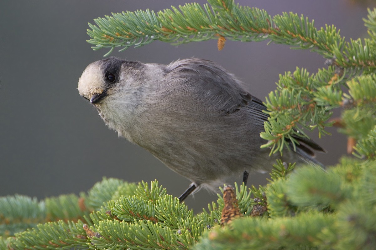 Canada Jay - ML460094951