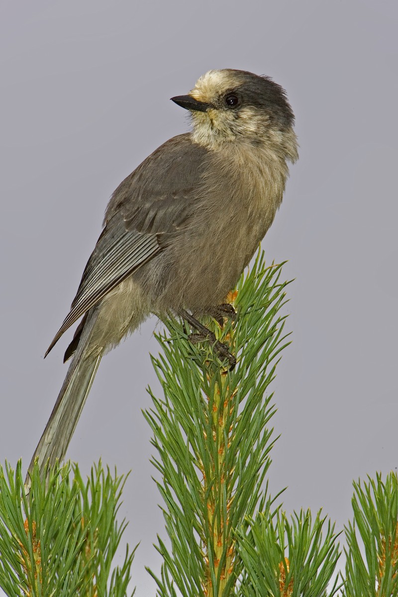 Mésangeai du Canada - ML460094971