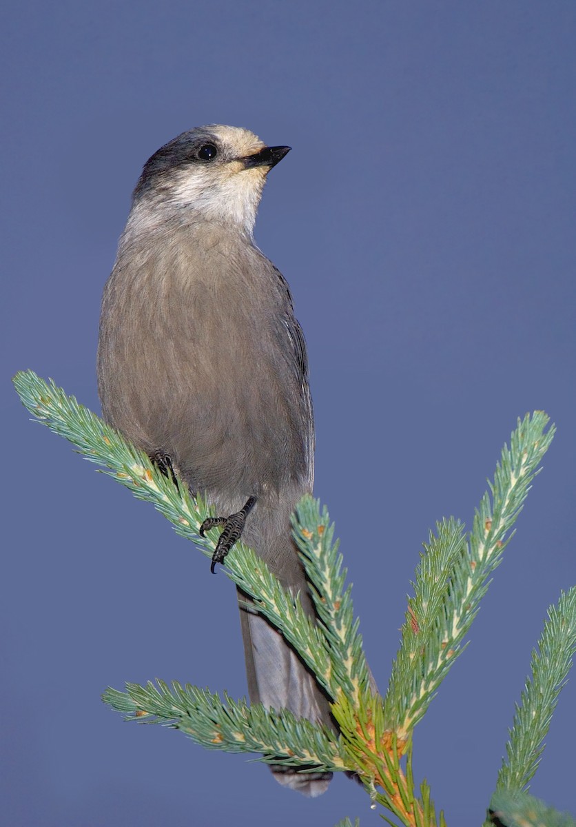 Canada Jay - ML460095051