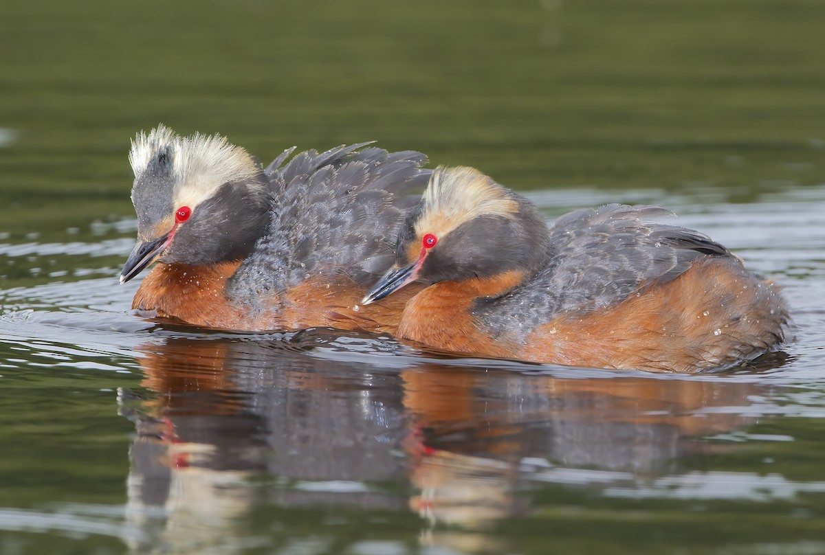 Horned Grebe - ML460097381