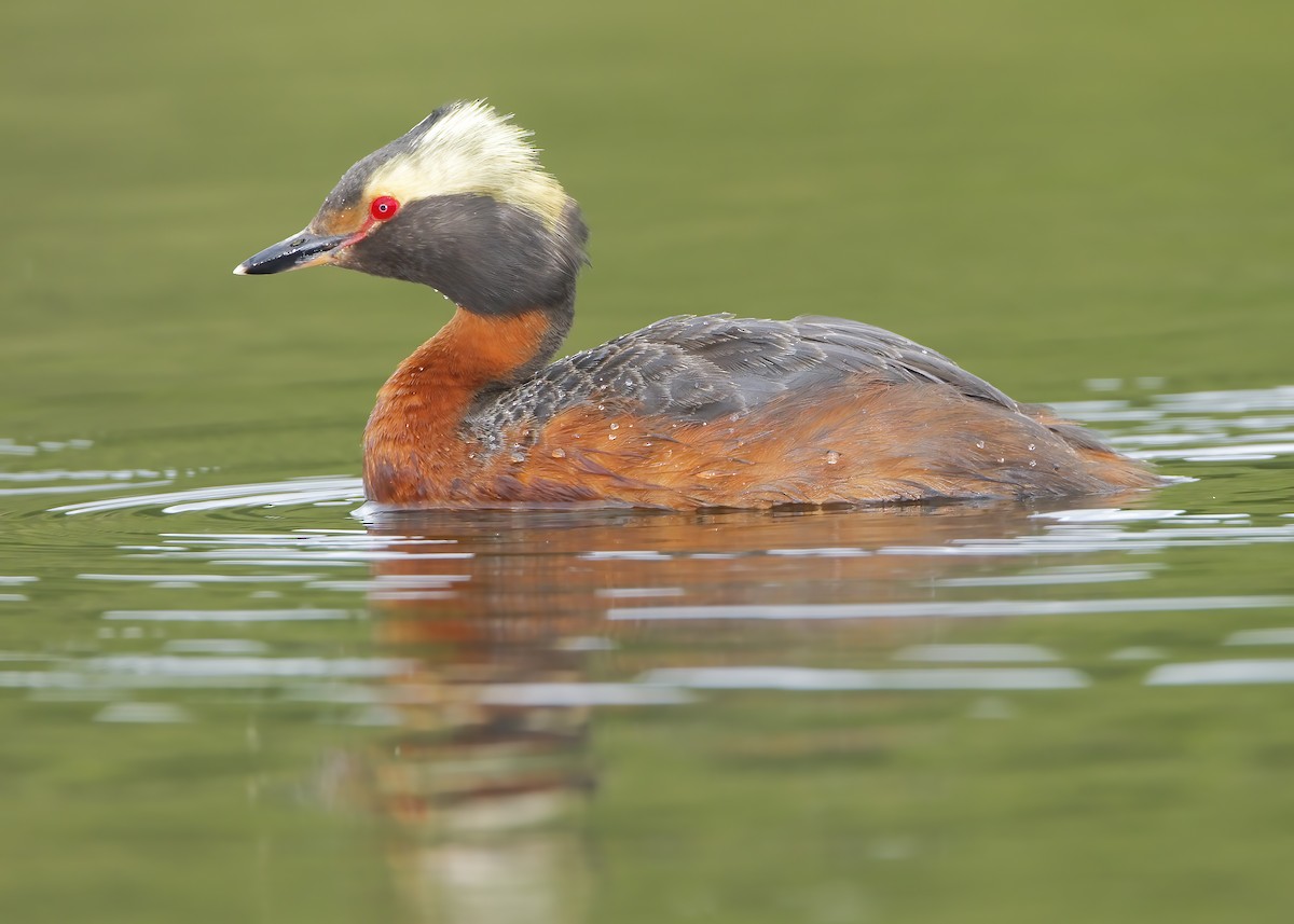 Horned Grebe - ML460097621