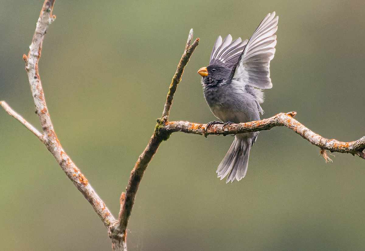 Gray Seedeater - Jorge Gabriel Campos