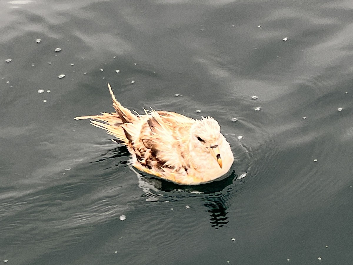 Fulmar boréal - ML460099971