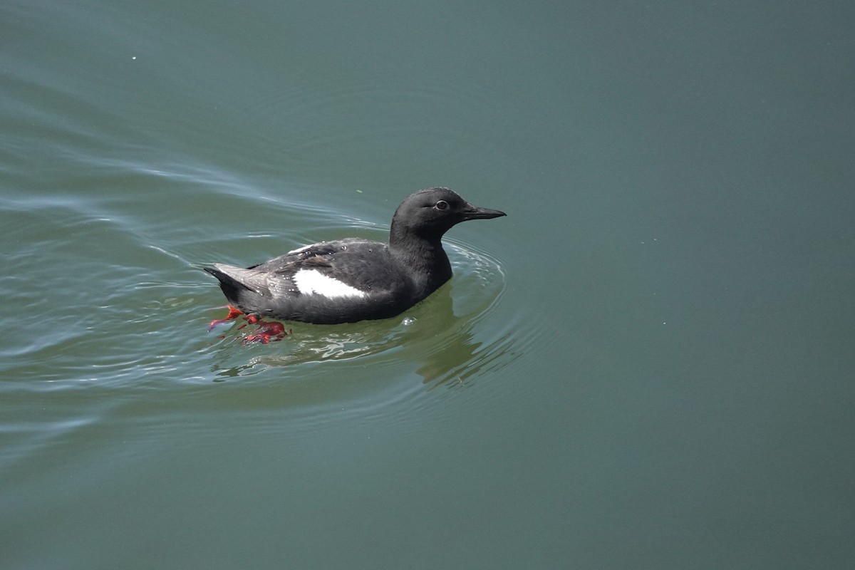 Pigeon Guillemot - ML460100711