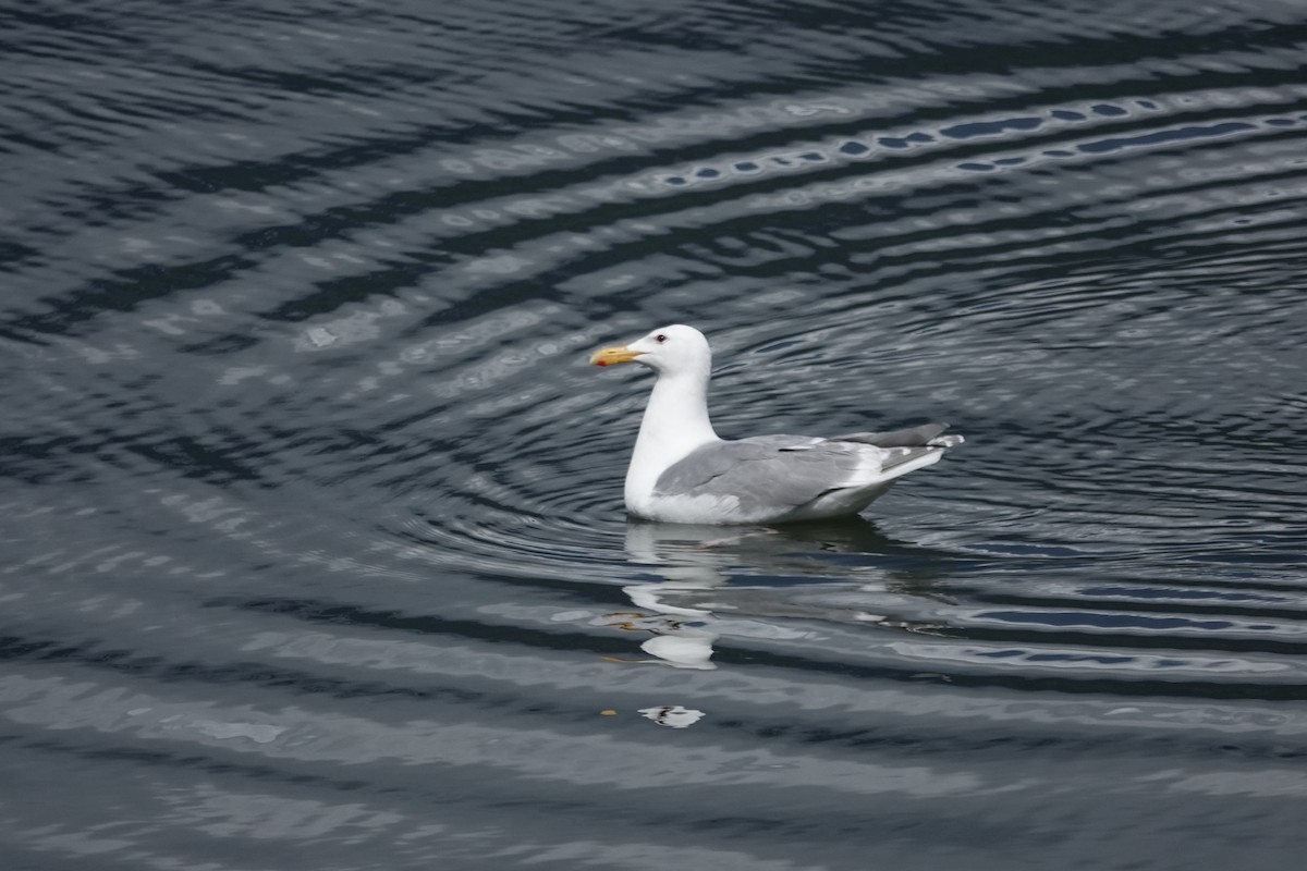 Glaucous-winged Gull - George Clulow