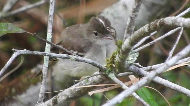 White-crested Elaenia - ML460100851