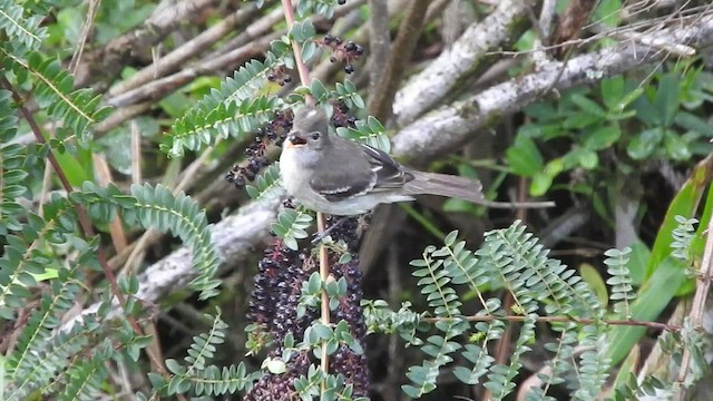 White-crested Elaenia - ML460100871