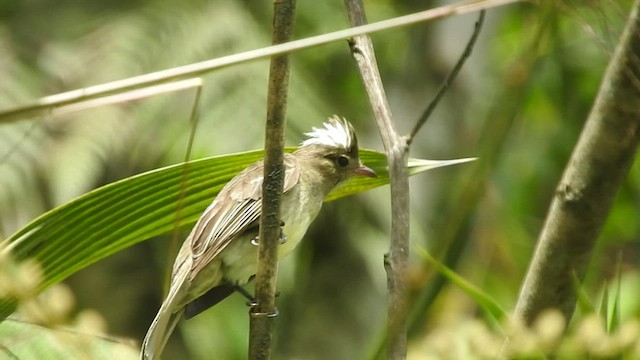 Mottle-backed Elaenia - ML460101111