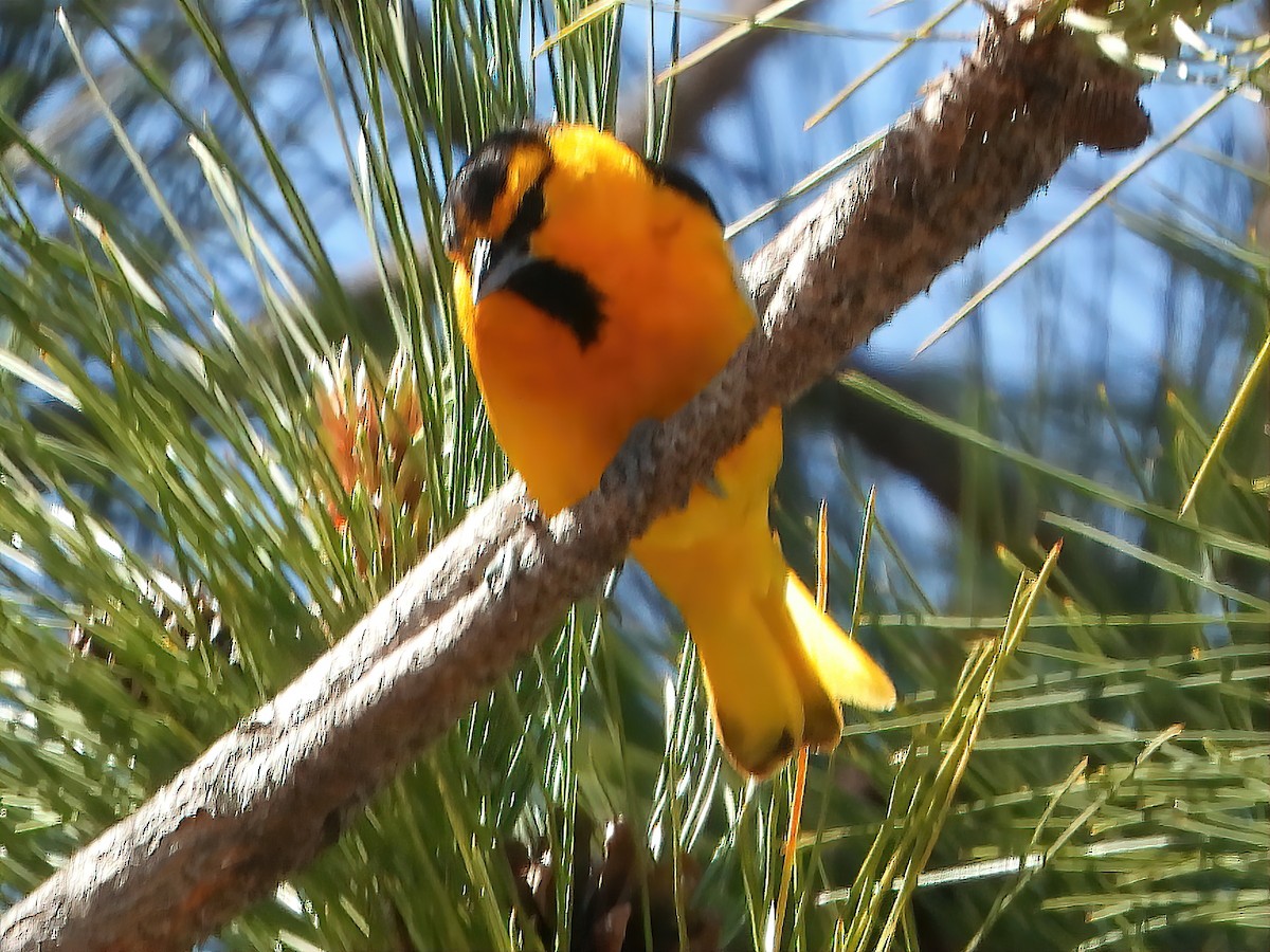 Bullock's Oriole - ML460103441