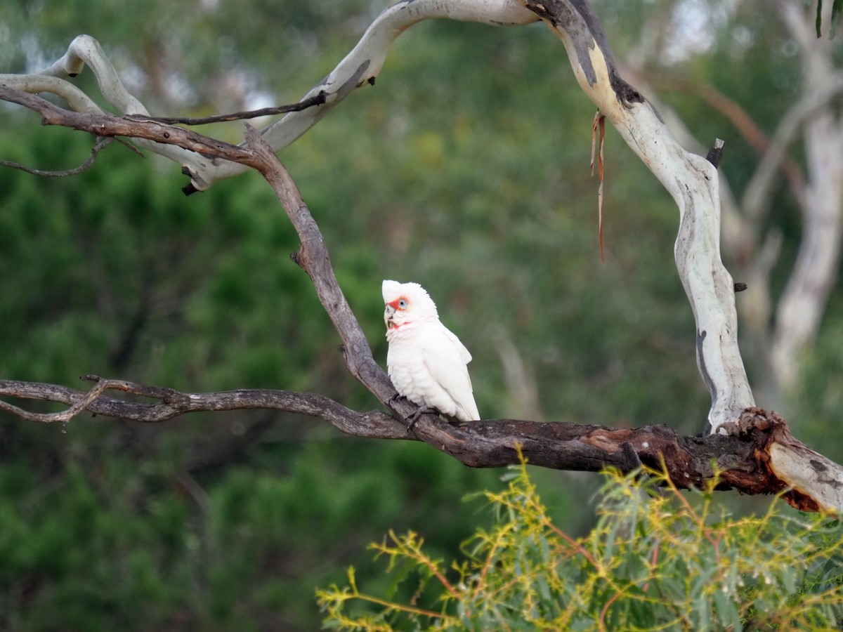 Long-billed Corella - ML460103991