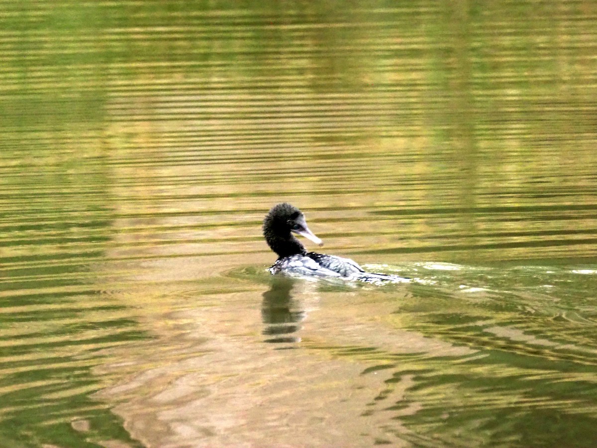 Little Black Cormorant - ML460104571