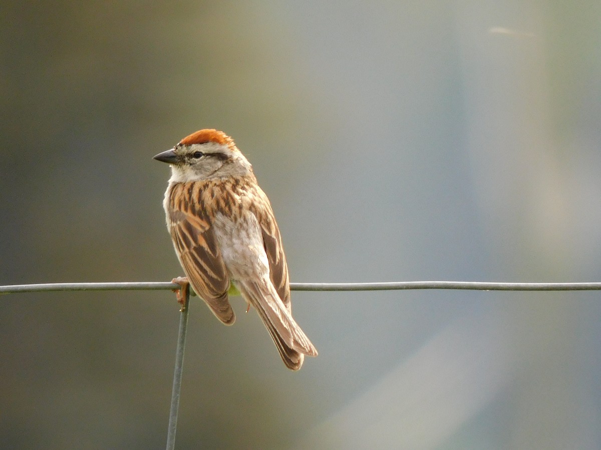 Chipping Sparrow - ML460104661