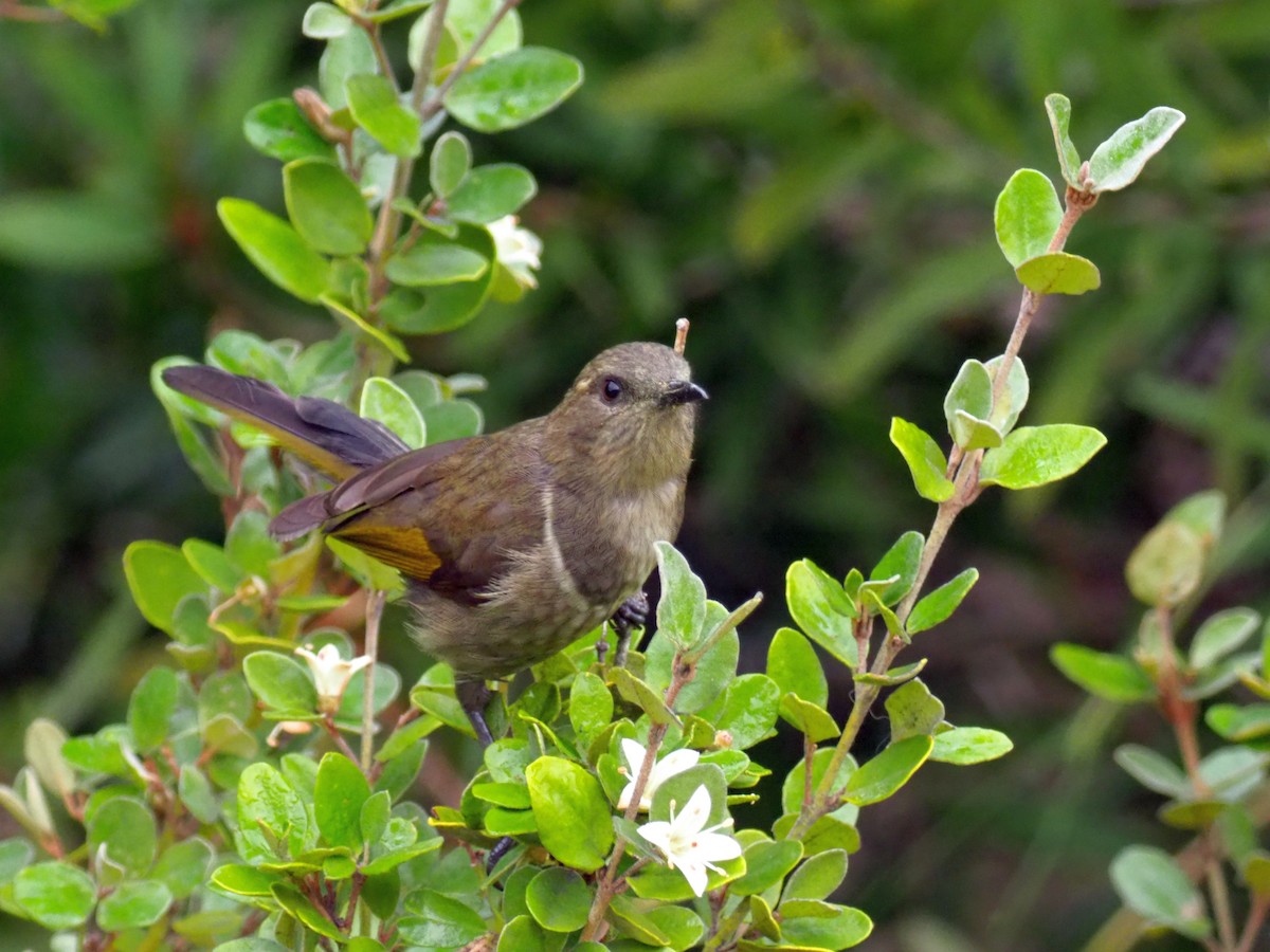 Crescent Honeyeater - ML460104701