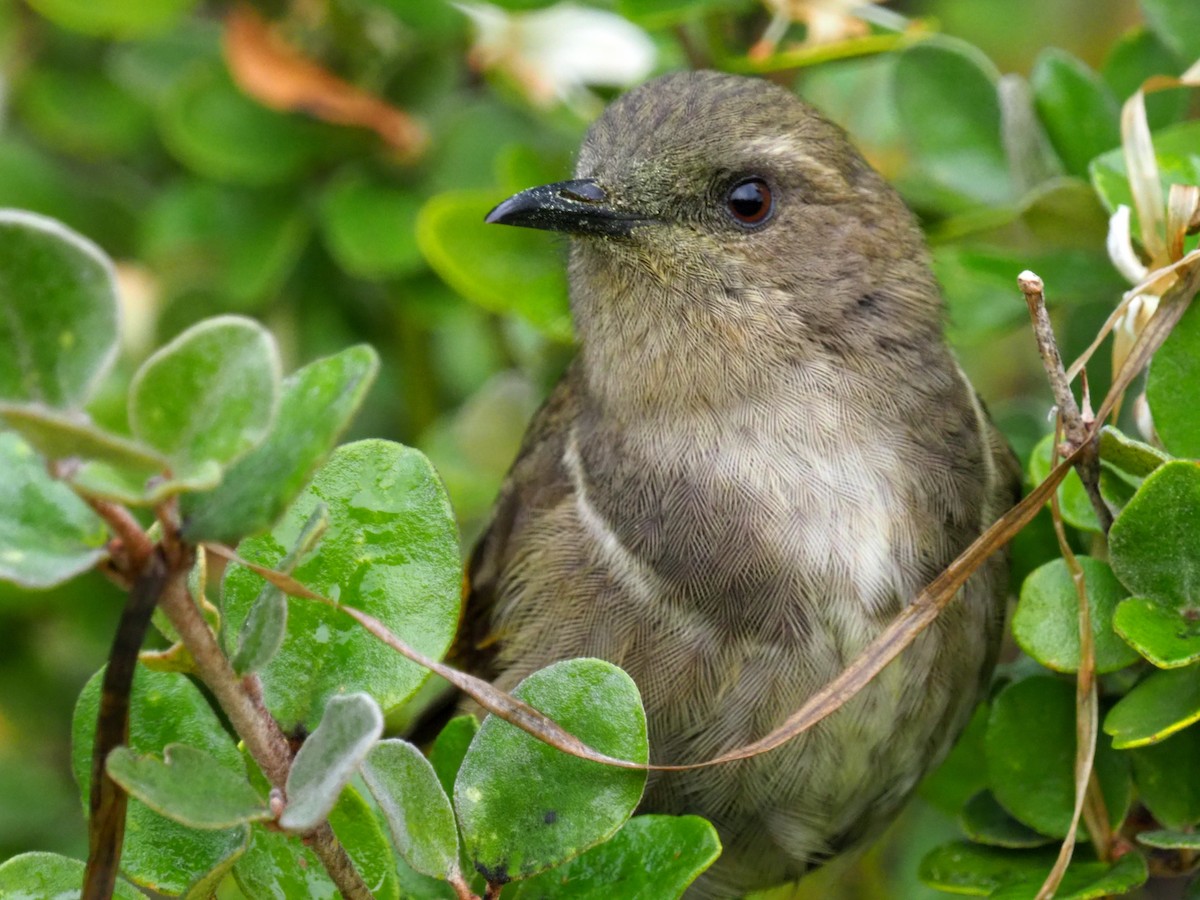 Crescent Honeyeater - ML460104711