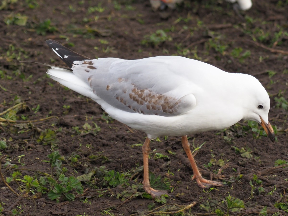 Silver Gull - Matthew Roadnight