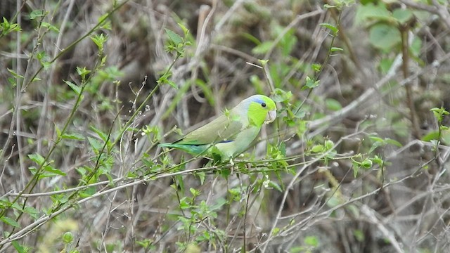 Папуга-горобець еквадорський - ML460104961