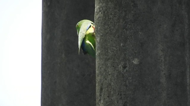 Riparian Parrotlet - ML460106411