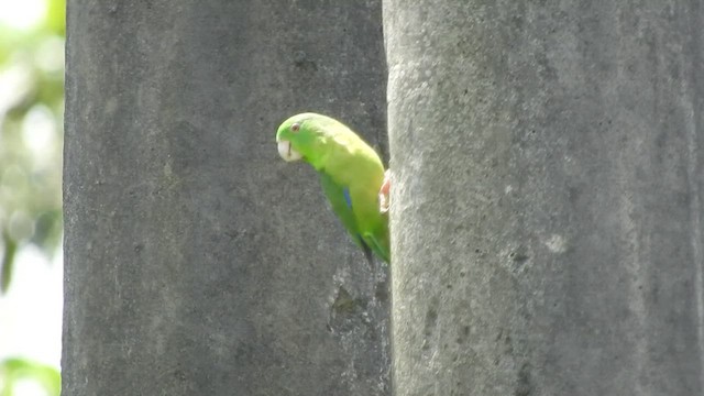 Riparian Parrotlet - ML460106561