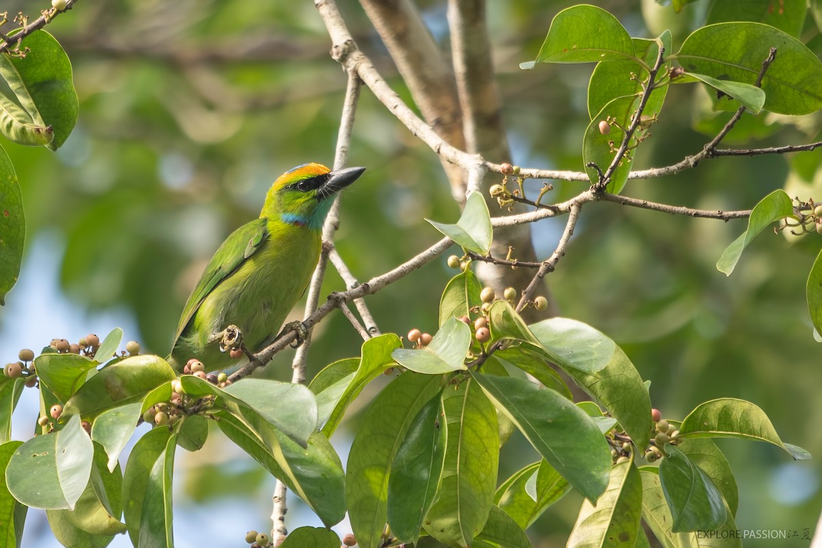 Yellow-crowned Barbet - ML460106771