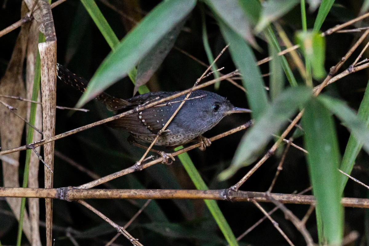 Spotted Bamboowren - ML460107161