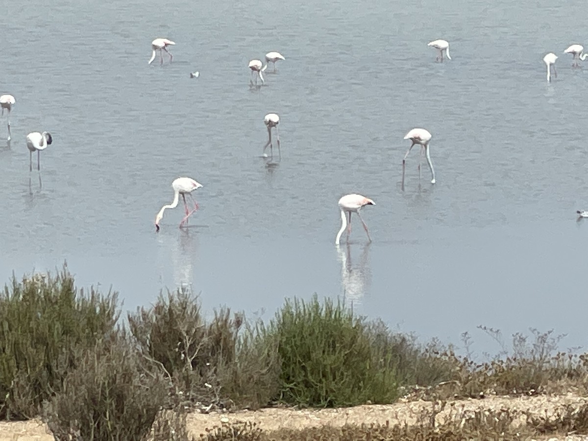 Greater Flamingo - Scott Kaiser