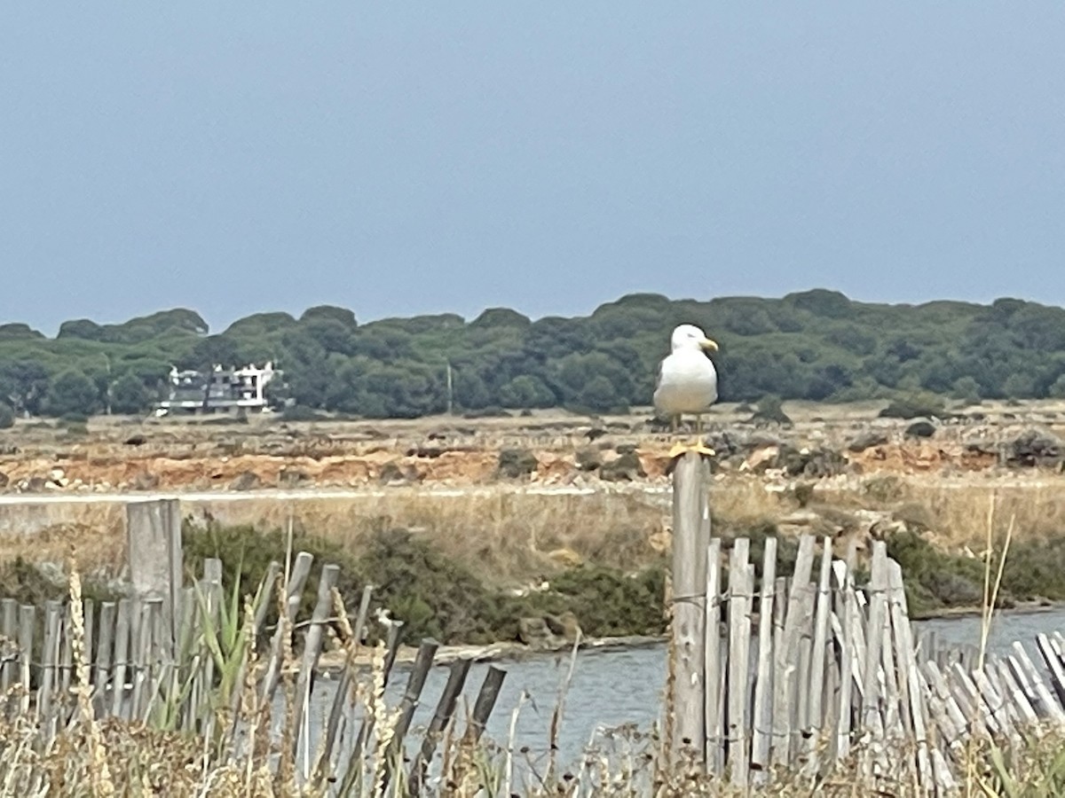 Yellow-legged Gull - Scott Kaiser