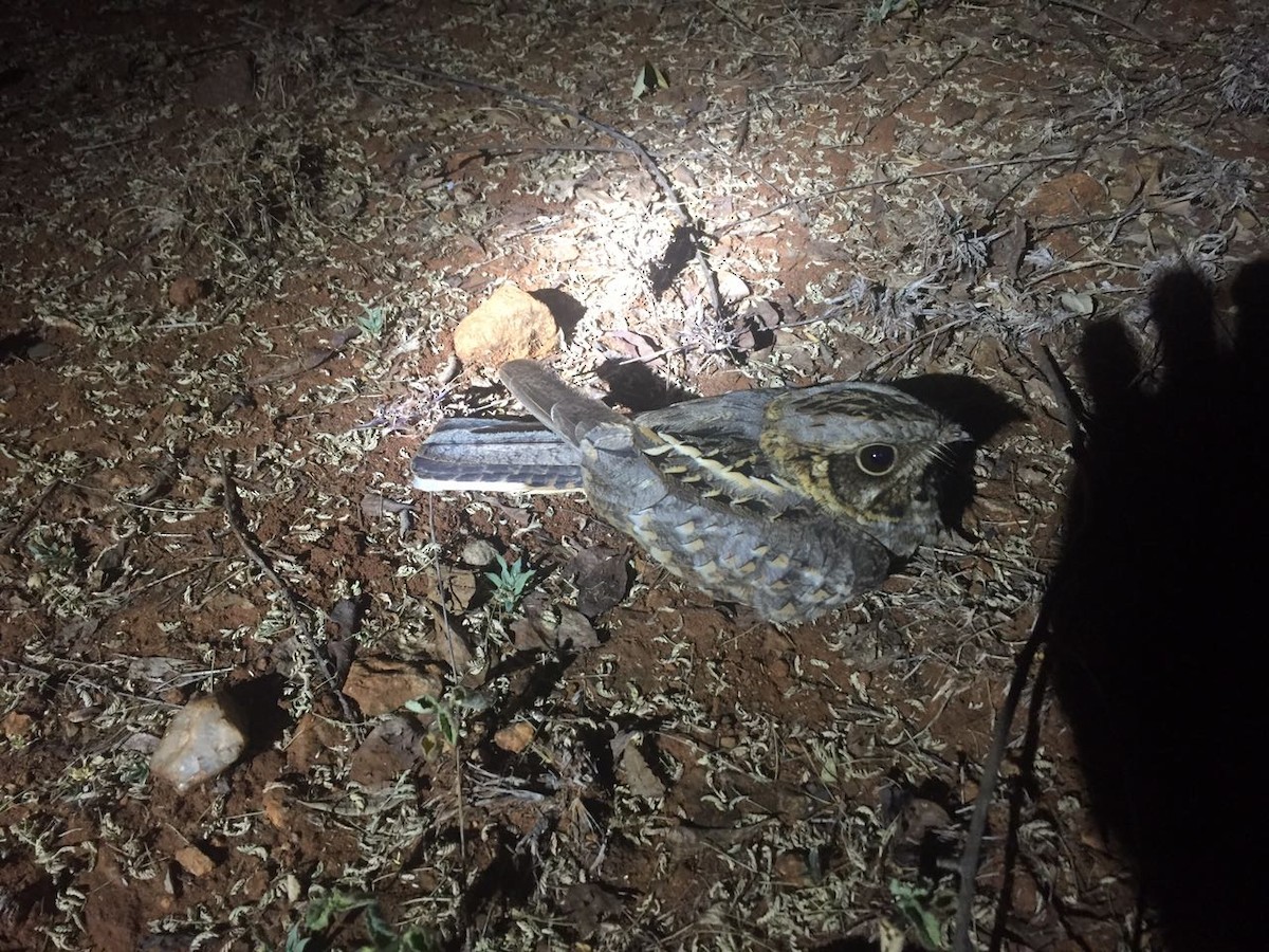 Indian Nightjar - Gaja mohanraj