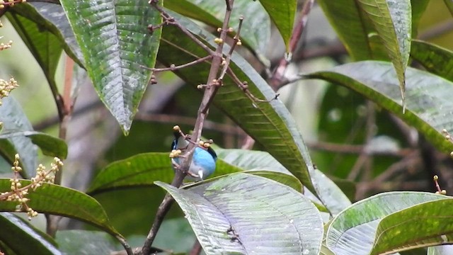 Black-faced Dacnis - ML460109691