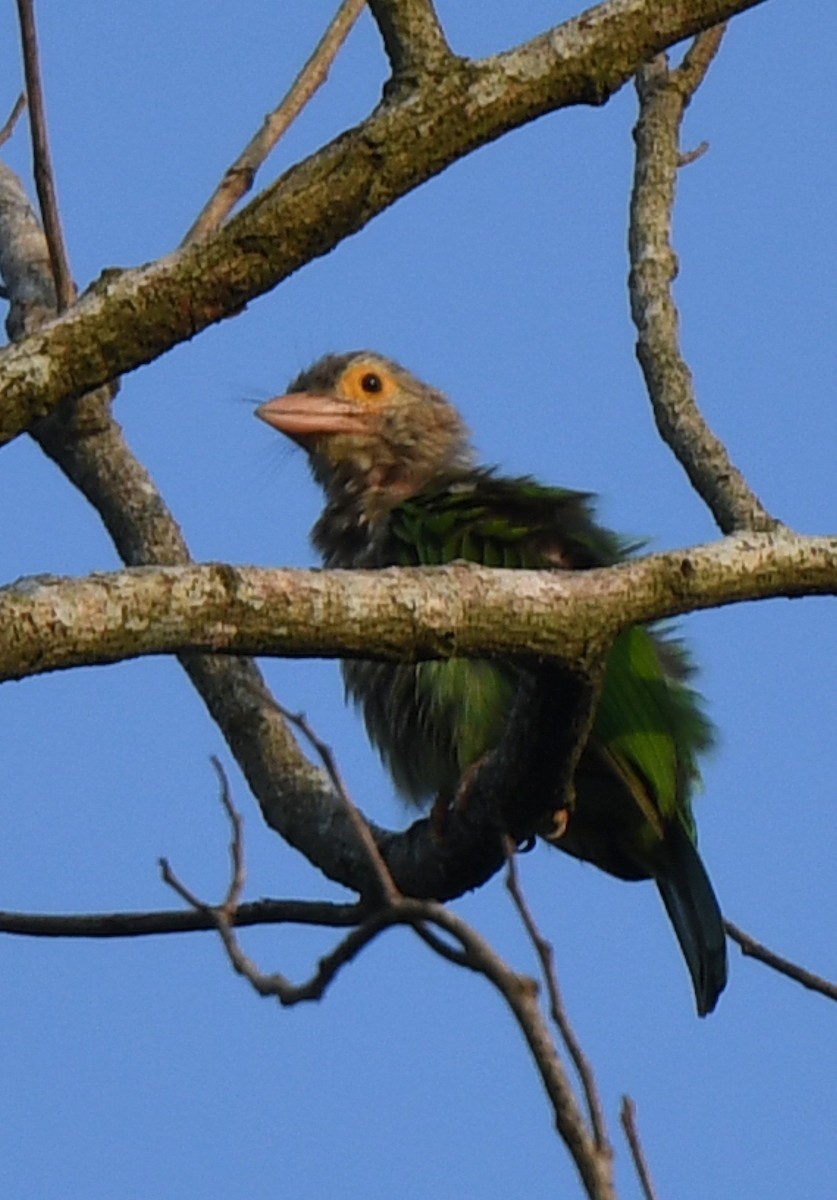 Lineated Barbet - ML460110041