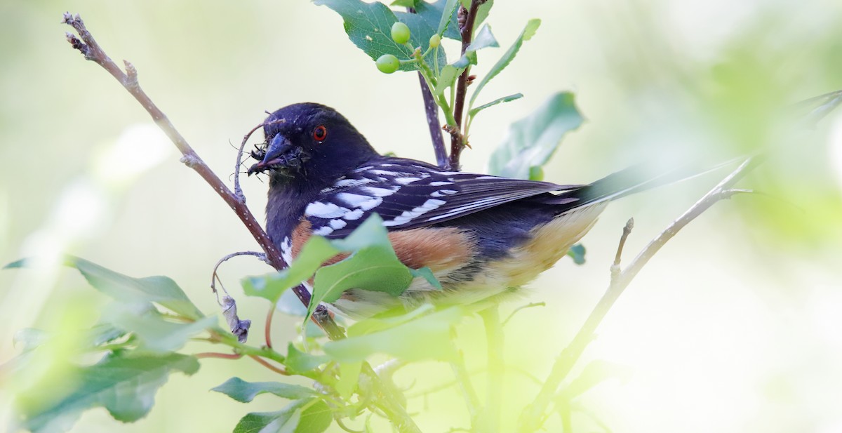 Spotted Towhee - ML460112301