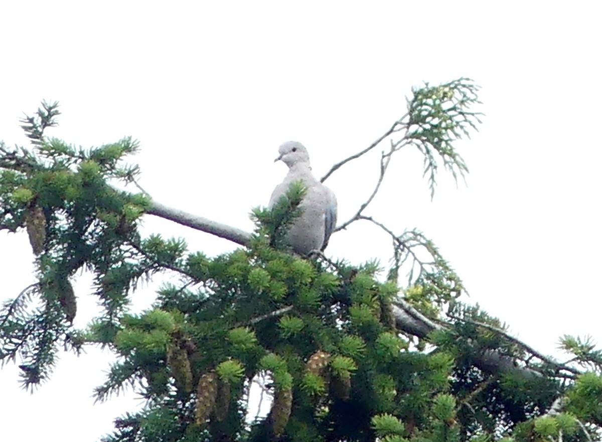 Eurasian Collared-Dove - ML460113041