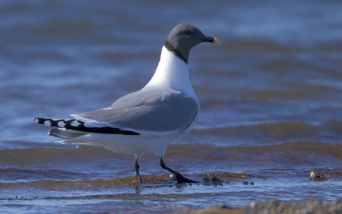 Sabine's Gull - ML460113061