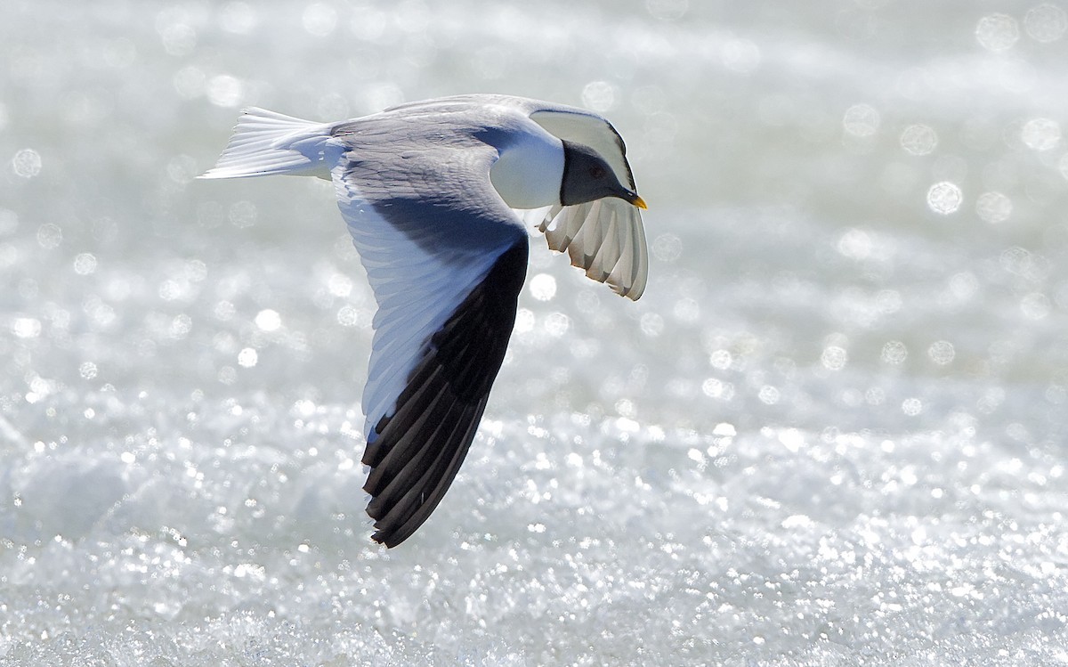 Sabine's Gull - ML460113071