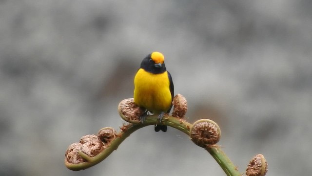 Orange-bellied Euphonia - ML460113321